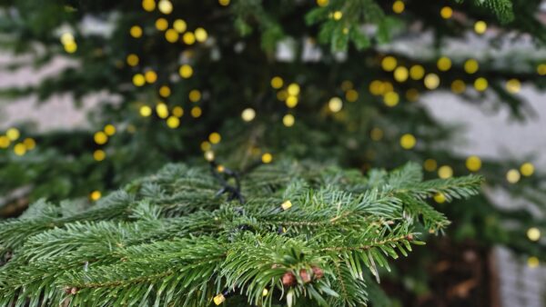 Kerstavond voor jong en oud met kerstspel “Op zoek naar de ster”door de kinderdienst