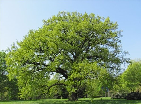 Themawandeling: “Bomen in de bijbel” op landgoed Clingendael