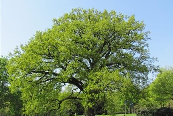Themawandeling BOMEN IN DE BIJBEL